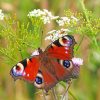 vlinderposter rode vlinder op witte bloem