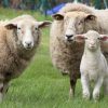tuindoek schapen en lam in weiland