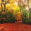 herfst poster bos in zonnige herfstkleuren