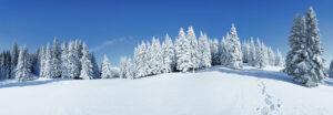 Sneeuw, bomen en blauwe lucht